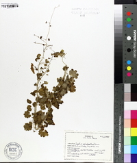 Lygodium palmatum image