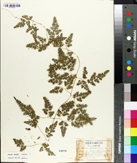 Lygodium japonicum image