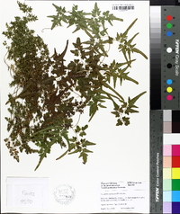 Lygodium japonicum image
