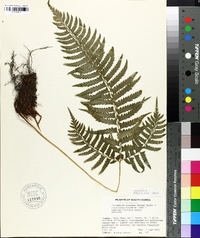 Polystichum tripteron image