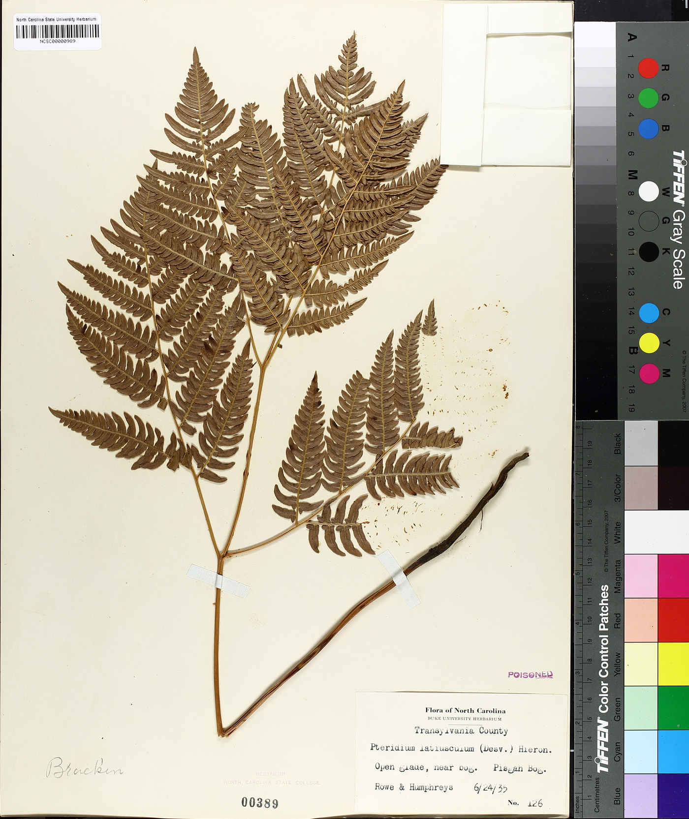 Pteridium aquilinum subsp. latiusculum image