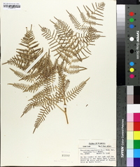 Pteridium aquilinum var. caudatum image