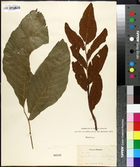 Acrostichum nicotianifolium image