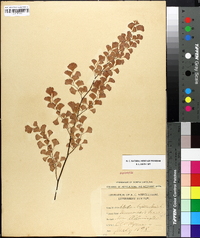 Adiantum capillus-veneris image