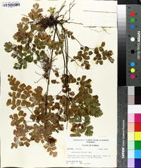 Adiantum tenerum image