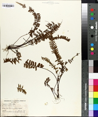 Adiantum caudatum image