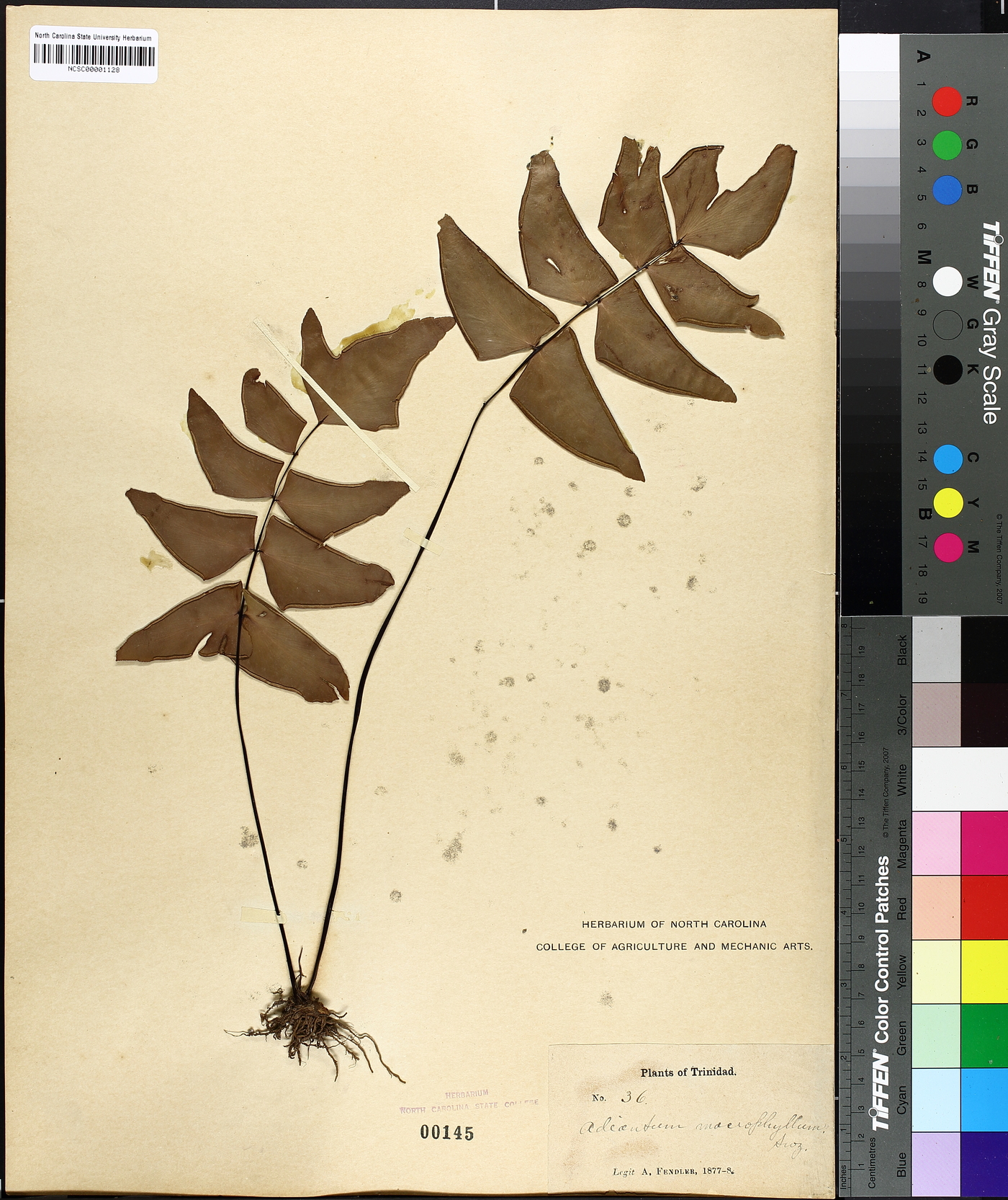 Adiantum macrophyllum image
