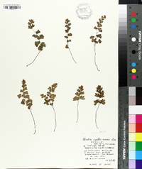 Adiantum capillus-veneris image