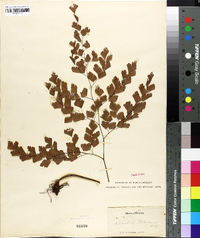 Adiantum tenerum image