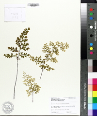 Adiantum raddianum image