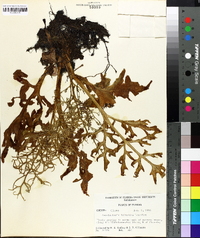Ceratopteris deltoidea image