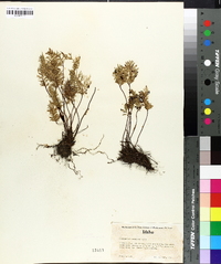 Cheilanthes siliquosa image