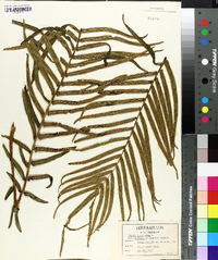 Pteris longifolia image