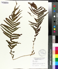 Pteris vittata image