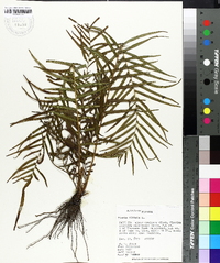 Pteris vittata image