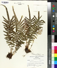 Pteris vittata image