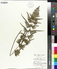 Pteris dispar image