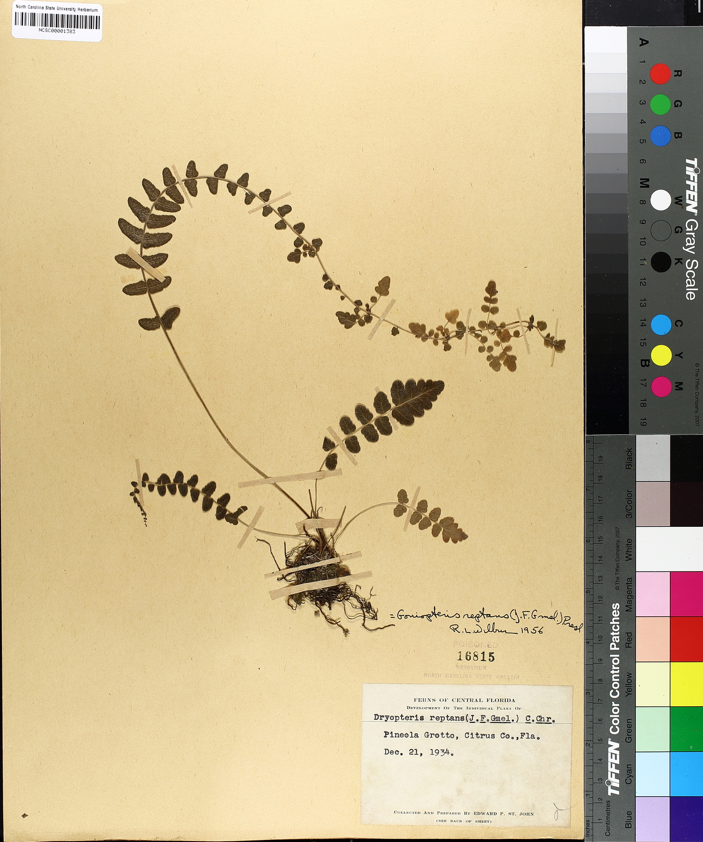 Dryopteris reptans image