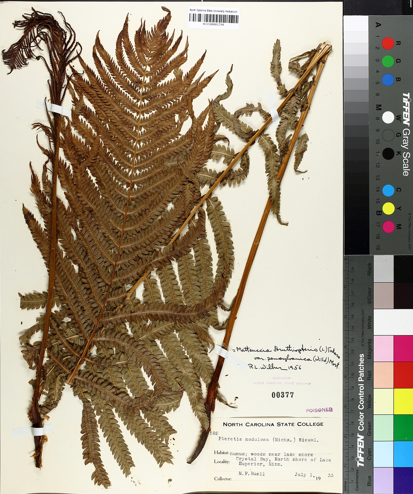 Pteretis nodulosa image