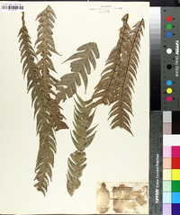 Blechnum asplenioides image