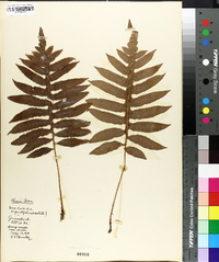 Woodwardia angustifolia image