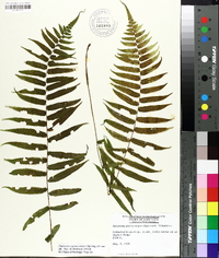 Athyrium pycnocarpon image