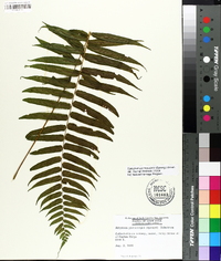 Athyrium pycnocarpon image