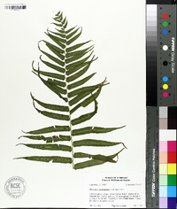 Athyrium pycnocarpon image