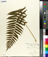 Athyrium pycnocarpon image