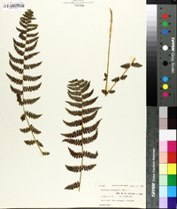 Athyrium schimperi image