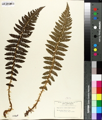 Polystichum braunii image