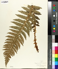 Polystichum braunii image