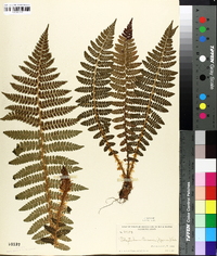 Polystichum braunii image