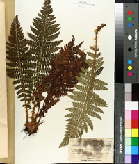 Polystichum braunii image