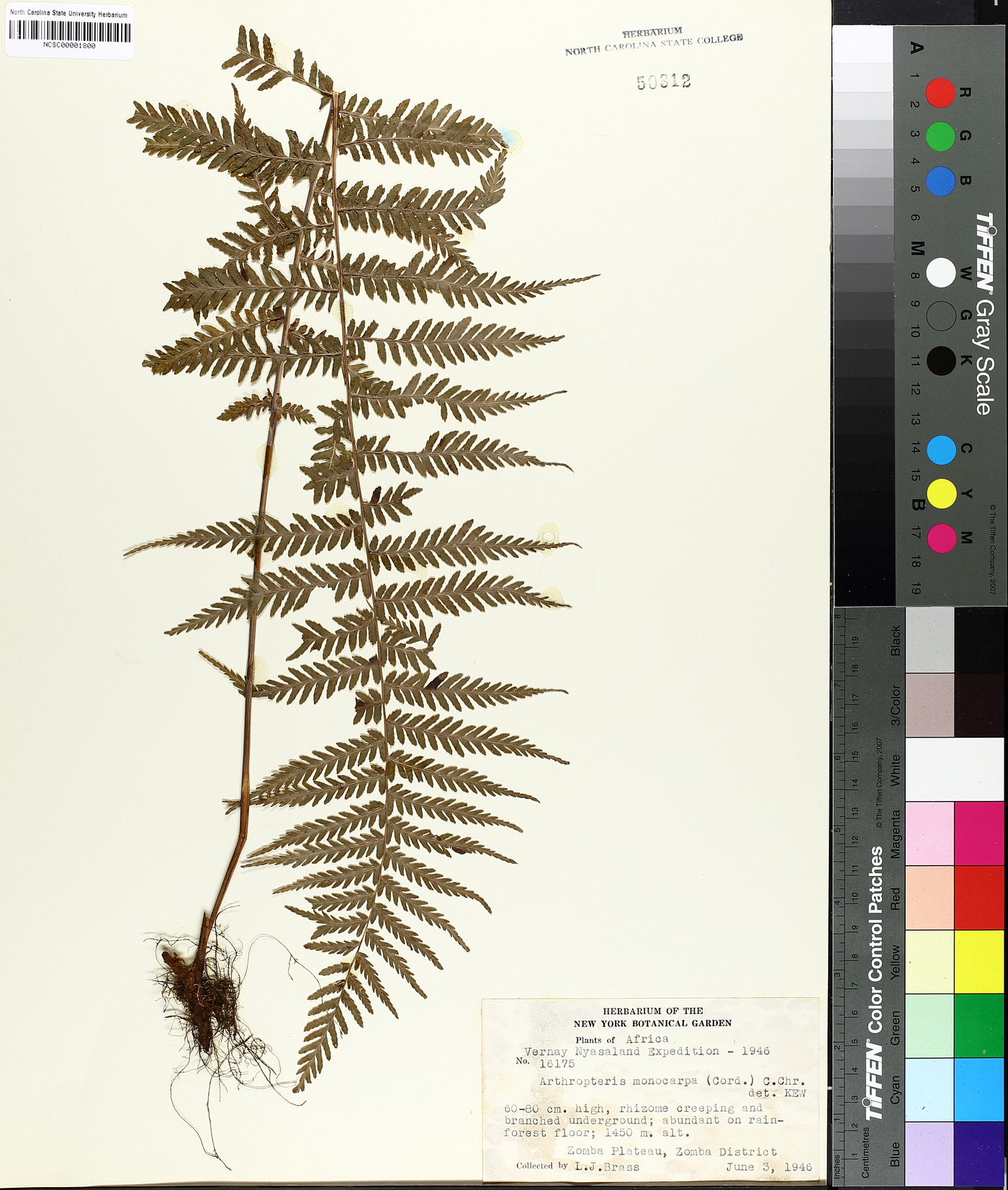 Arthropteris monocarpa image