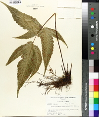 Tectaria heracleifolia image