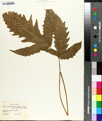 Tectaria heracleifolia image