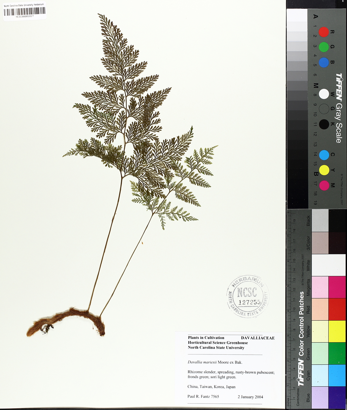 Davallia mariesii image