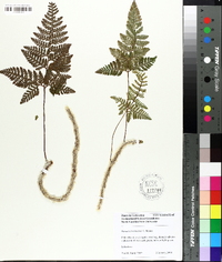 Humata griffithiana var. tyermannii image