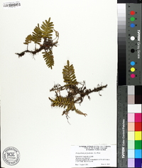 Polypodium polypodioides image