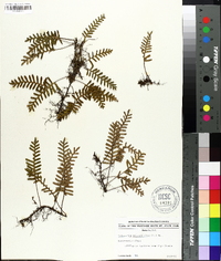 Polypodium polypodioides image