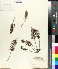 Polypodium polypodioides image