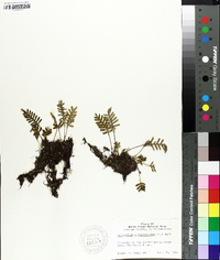 Polypodium polypodioides image