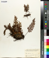 Polypodium polypodioides image