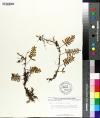 Polypodium polypodioides image