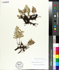 Polypodium polypodioides image