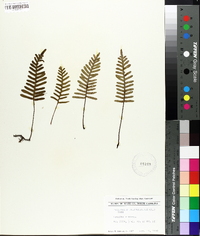 Polypodium polypodioides image