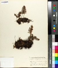 Polypodium polypodioides image