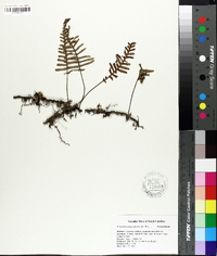 Polypodium polypodioides image