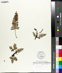 Polypodium polypodioides image